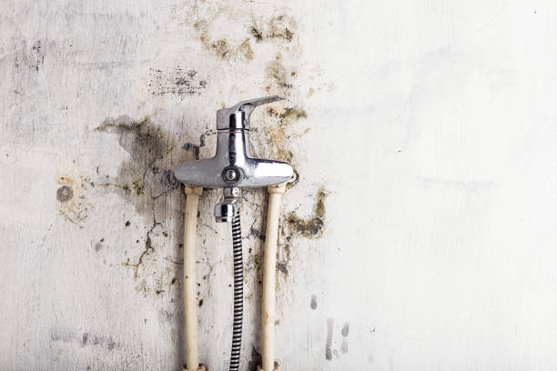 Best Local Mold Removal Service  in Charlottesville, VA