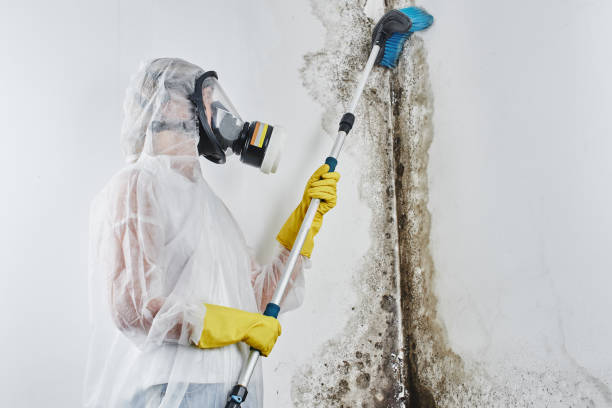 Best Affordable Mold Removal  in Charlottesville, VA