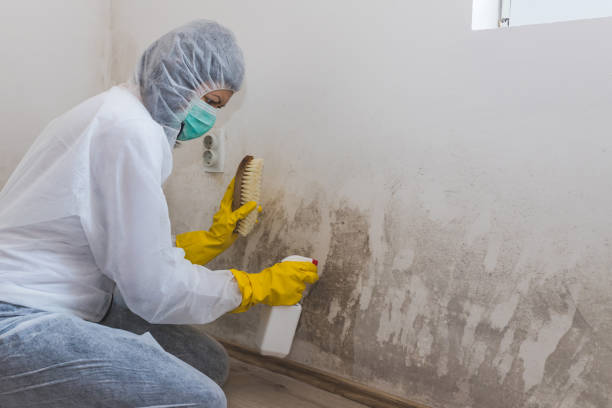 Best Mold Remediation  in Charlottesville, VA