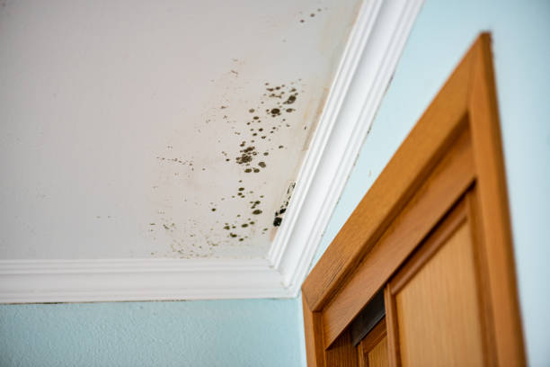 Best Mold Removal Company Near Me  in Charlottesville, VA