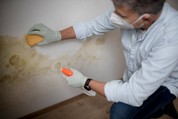 Best Attic Mold Removal  in Charlottesville, VA