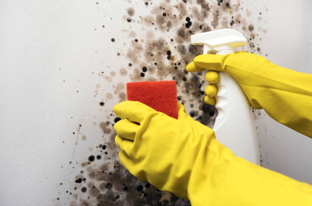 Trusted Charlottesville, VA Mold Removal Experts