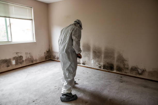 Best Black Mold Removal  in Charlottesville, VA