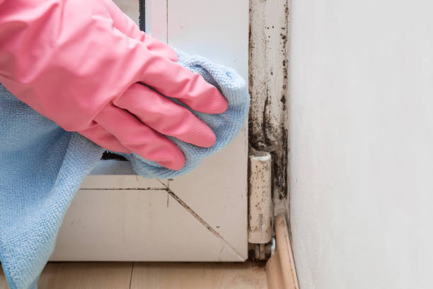 Best Commercial Mold Removal  in Charlottesville, VA
