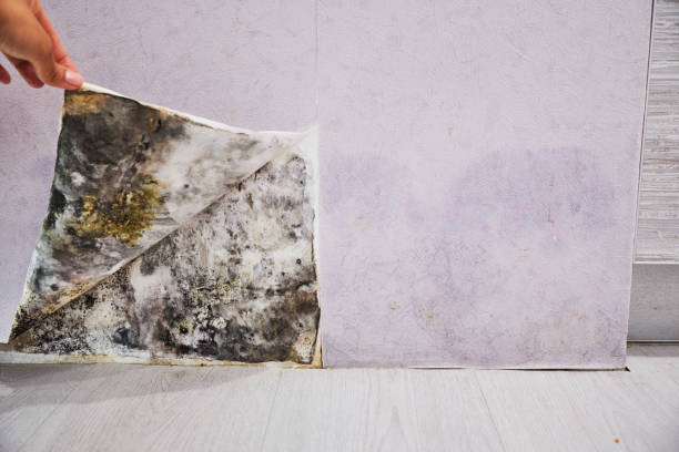 Best Fast Mold Removal  in Charlottesville, VA